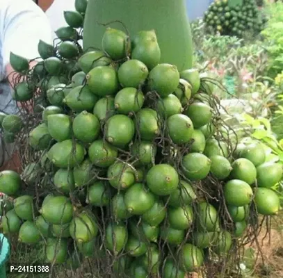 Betel Nut/Supari Plant-thumb0