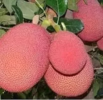 Natural Jackfruit Plant-thumb4