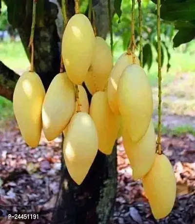 Natural Mango Plant-thumb0