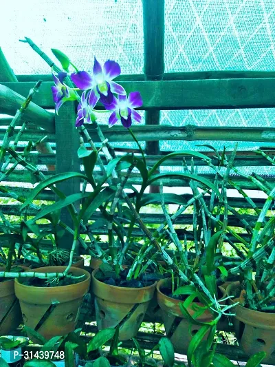 Natural Orchids Dendrobium Flowering Plant