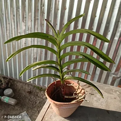 Natural Orchid Plant-thumb4