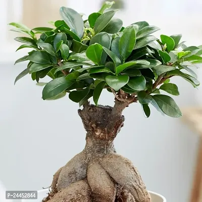 Natural Ficus Bonsai Plant-thumb0