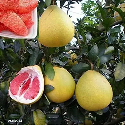 Natural Sweet Lemon Plant