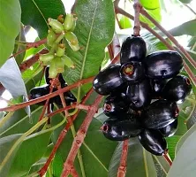 Natural Jamun Plant-thumb2