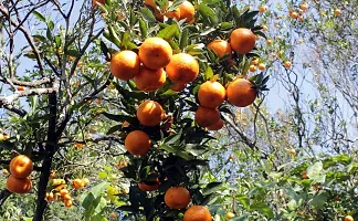 Natural Orange Plant-thumb1