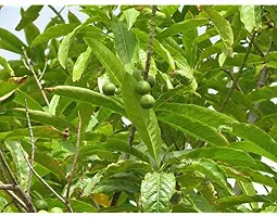 Natural Rudraksha Plant-thumb3