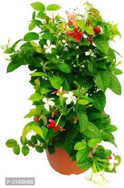 Natural Madhumalti/Rangoon Creeper Plant-thumb0