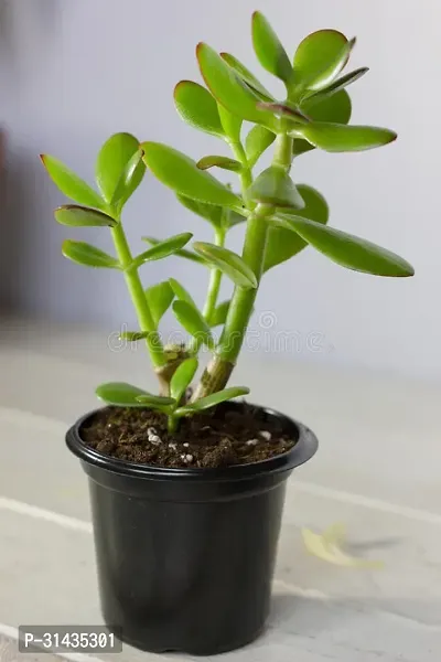 Natural Crassula Plant-thumb0