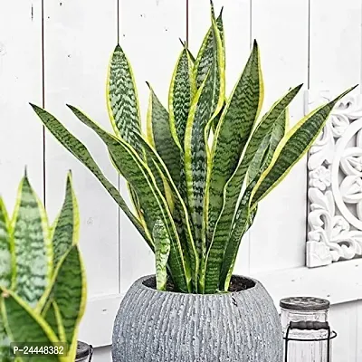 Natural Snake Plant