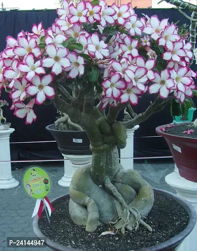 Adenium Plant