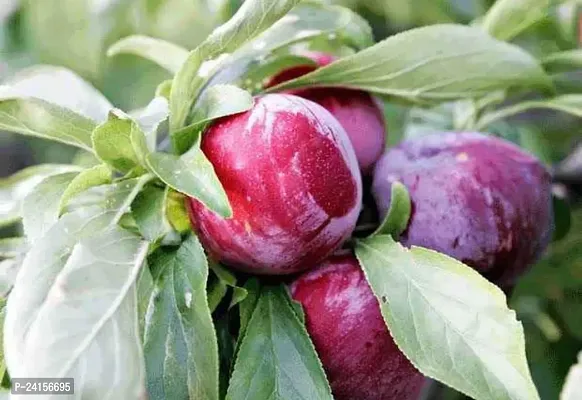 Aloo Bukhara/Plum Plant-thumb3