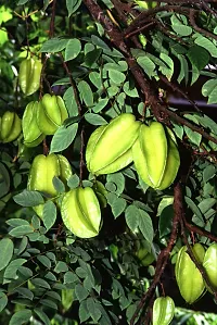 Natural Star Fruit Carambola Grafted Plant-thumb2