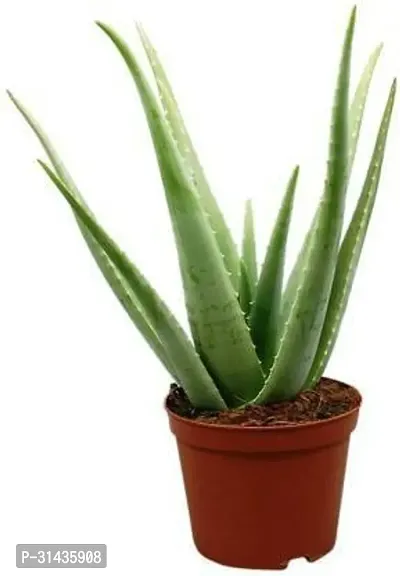 Natural Aloe Vera Plant-thumb0