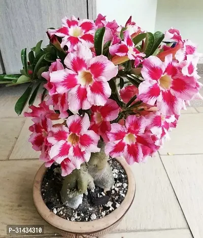 Natural Adenium Plant-thumb0