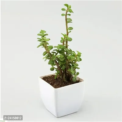 Jade Plant-thumb0