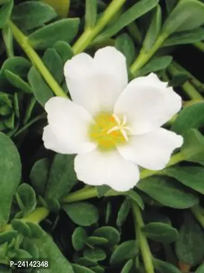 Portulaca Plant