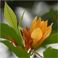 Natural Golden Champa Plant-thumb1