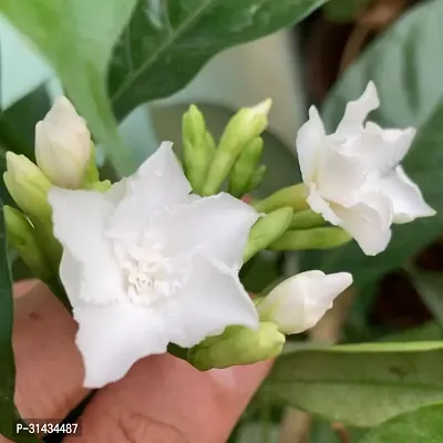 Natural Jasmine Plant-thumb0