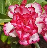 Natural Adenium Plant-thumb1