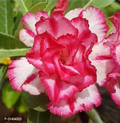 Natural Adenium Plant-thumb2