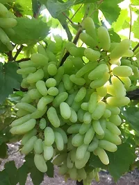 Natural Grapes Plant-thumb1