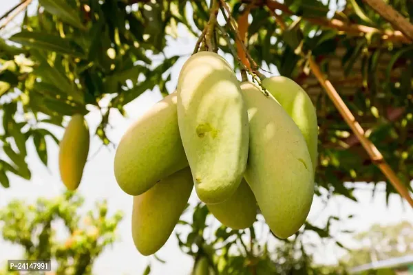 Mango Plant