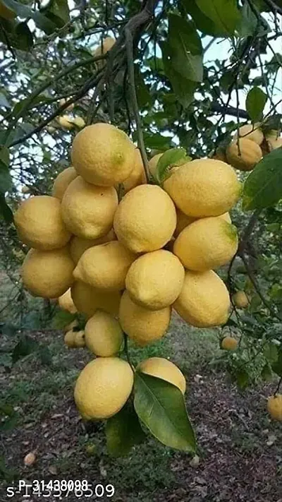 Natural Lemon Plant