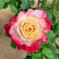 Natural Rose Plant-thumb1