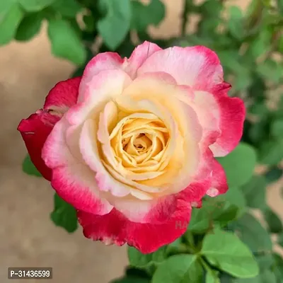 Natural Rose Plant-thumb2