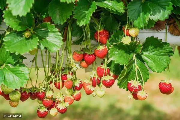 Strawberry Plant