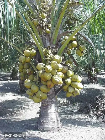 Natural Coconut Plant