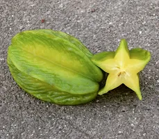 Natural Star Fruit Carambola Grafted Plant-thumb1