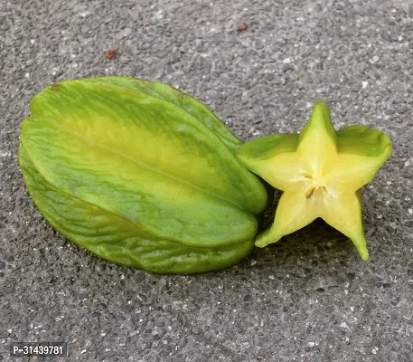 Natural Star Fruit Carambola Grafted Plant-thumb2