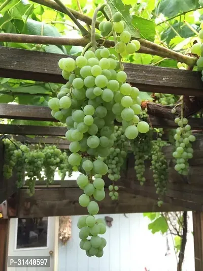 Natural Grapes Plant-thumb0