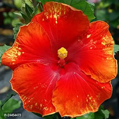 Natural Hibiscus Plant-thumb4
