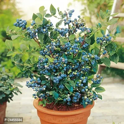 Natural Berry Plant