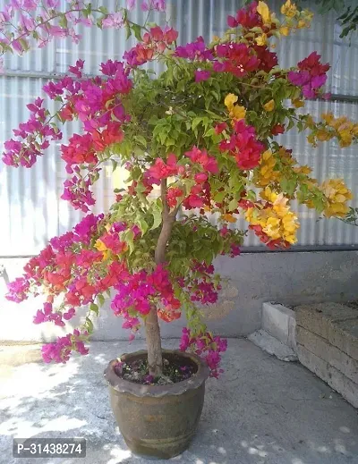 Natural Baugainvillea Plant