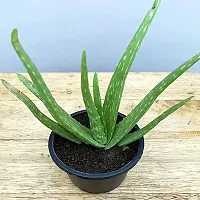 Natural Aloe Vera Plant-thumb1