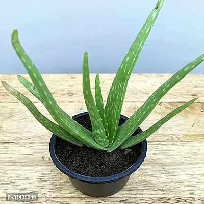 Natural Aloe Vera Plant-thumb2