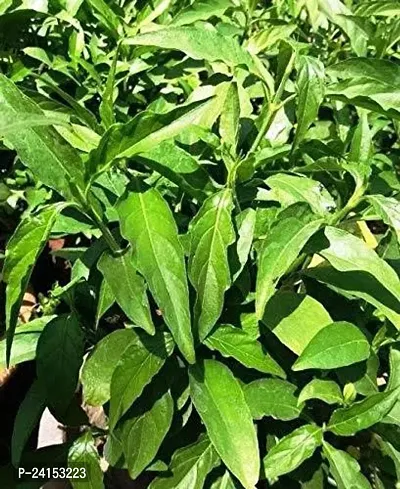 Sadabahar/Periwinkle Plant-thumb2