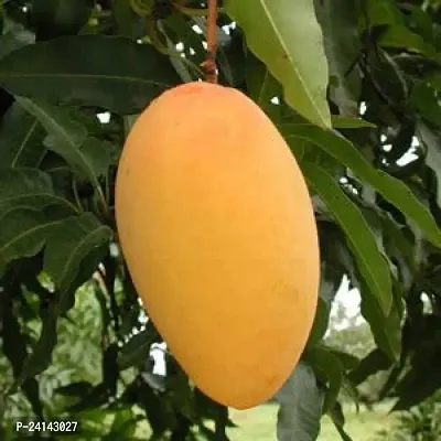 Mango Plant-thumb3