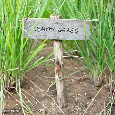 Natural Lemon Grass Plant-thumb0