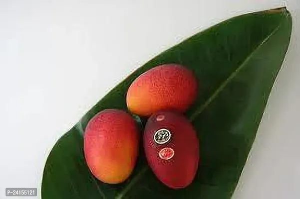 Mango Plant