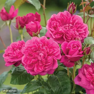 Natural Rose Plant-thumb0