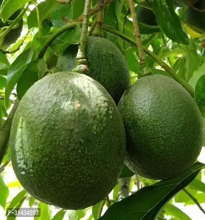 Natural Avocado Plant-thumb0