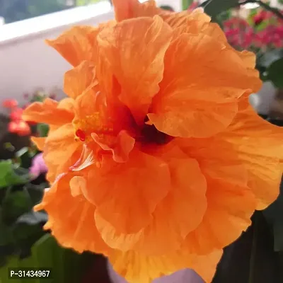 Natural Hibiscus Plant-thumb0