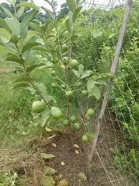 Natural Guava Plant-thumb3