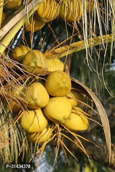 Natural Coconut Plant