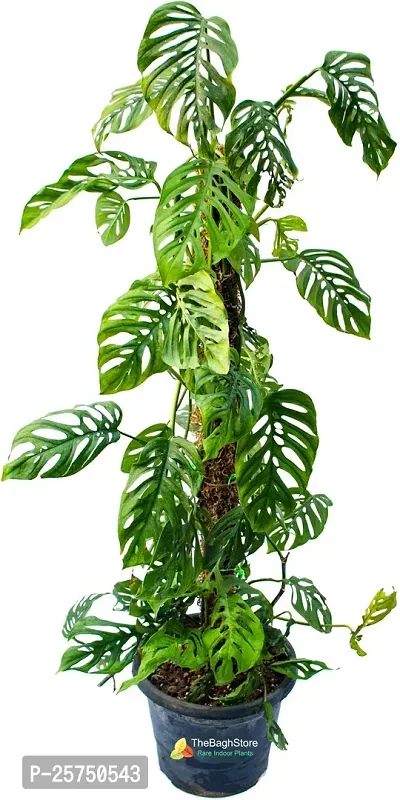 Philodendron Plant-thumb0