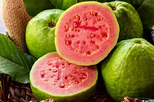 Natural Guava Plant-thumb1